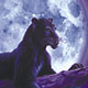 Black Panther Moon