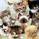 10 Kittens