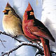 Cardinals in Birch