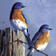 Bluebirds on Fence
