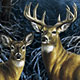 Two Deer In Branches