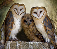 Owl, and Birds of Prey